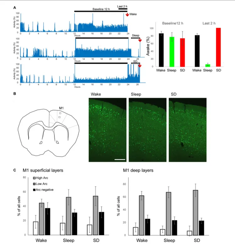 FIGURE 1 | Experimental groups and EGFP-Arc expression in primary motor cortex (M1). (A) Left, representative motor activity recordings in one mouse for each experimental group
