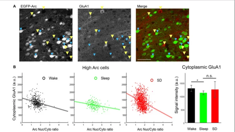 FIGURE 4 | Negative correlation between Arc Nuc/Cyto and cytoplasmic GluA1 levels in High Arc neurons of Cg1 superficial layers
