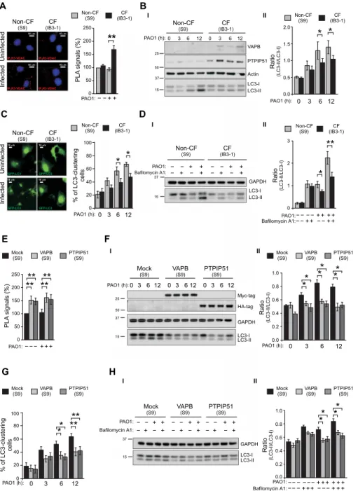 Fig. 1. The increase of ER-mitochondria tethering inhibits autophagy in CF bronchial cells during P