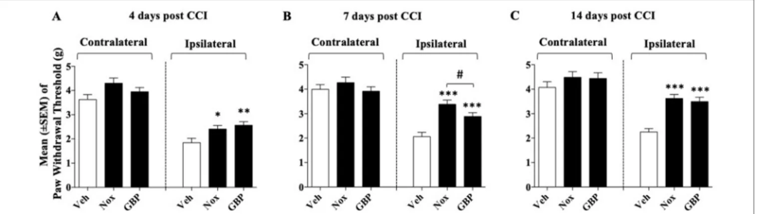 FIGURE 1 | Effect of oral treatment with Noxiall® (Nox) and gabapentin (GBP) on chronic constriction injury (CCI)-induced mechanical allodynia in mice