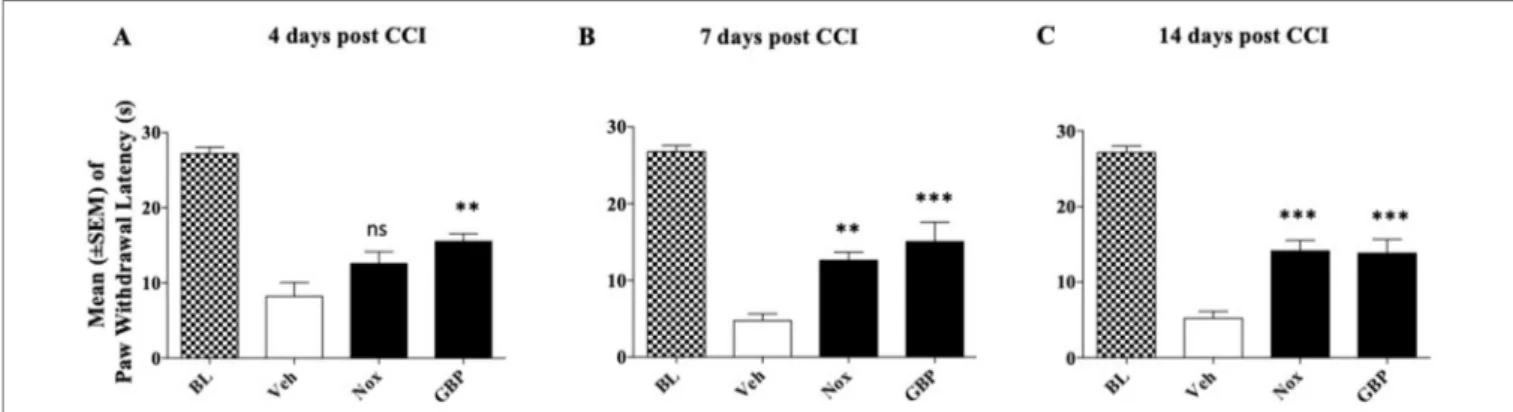 FIGURE 5 | Effect of oral treatment with Noxiall ®  (Nox) and GBP on CCI-induced heat hyperalgesia in male CD1 mice