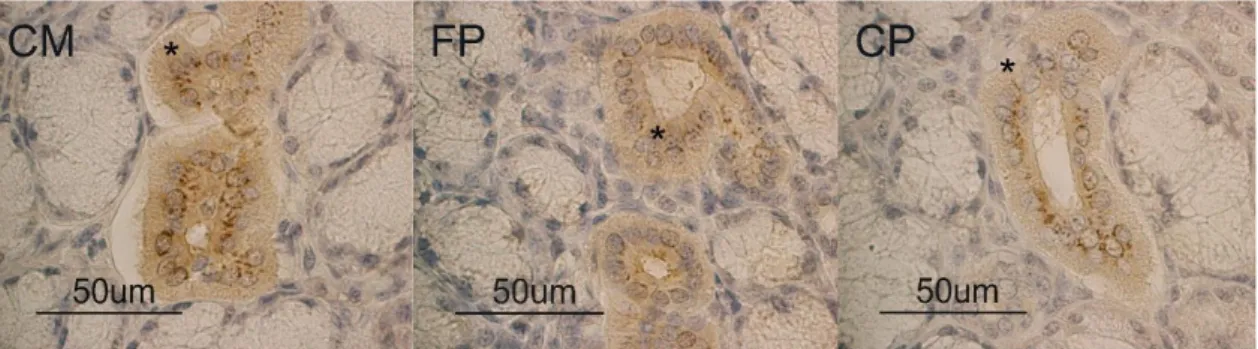 Figure  1.  Pig  mandibular  gland.  Apelin  (APLN)  binding  sites  at  duct  (*)  level  in  coarsely  ground 