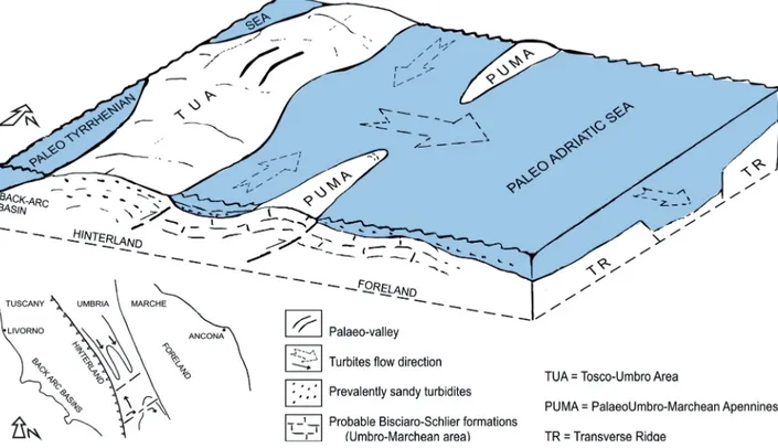 Fig. 3. Palaeogeographic reconstruction of central Italy during Messinian, with first emerged areas of the Umbria-Marche ridge.