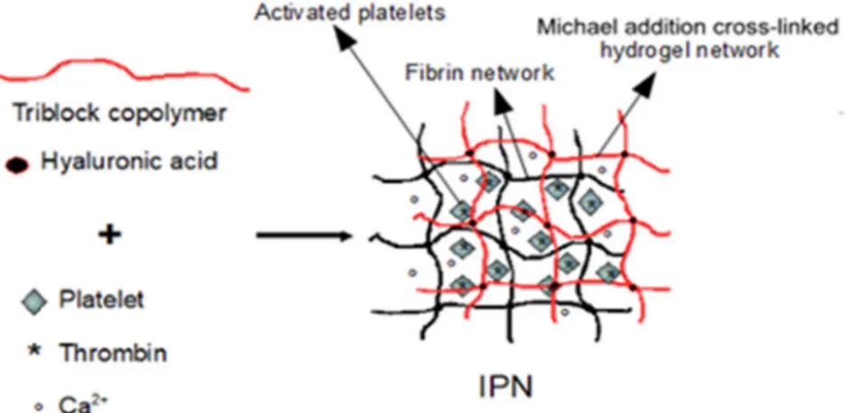 Figure 1. (a) Intepenetrating polymer networks after 10 min incubation at 37 ◦ C for a triblock copolymer concentration of 20% w/w (20% TIPN), (b) intepenetrating polymer networks after 10 min incubation at 37 ◦ C for a triblock copolymer concentration of 