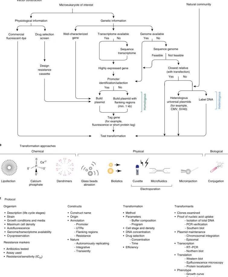 Fig. 5 | ‘transformation roadmap’ for the creation of genetically tractable protists. a, Vector design and construction for microeukaryotes of interest and  a natural community