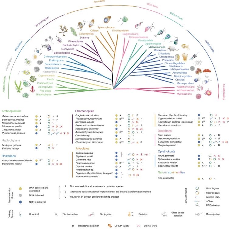 Fig. 1 | Phylogenetic relationships and transformation status of marine protists. A schematic view of the eukaryotic tree of life with effigies of main  representatives