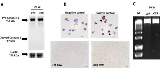 Figure 7. Apoptosis and necrosis. Lysates of the heart, obtained from LZR and OZR, at the age of 20 weeks, were immunoblotted using specific anti-caspase 3 proteases (A)