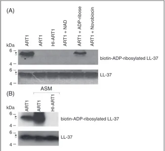 Figure 2. Enrico Balducci – 05/lug/14 09:48. LL-37 is ADP- ADP-ribosylated by ART1 (A)