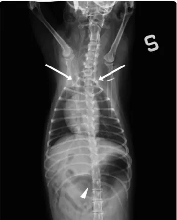 Fig. 2.  Ventrodorsal radiograpic view of neck and thorax. Bilateral 
