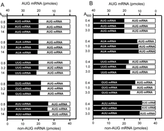 Figure 8. Influence of mRNA initiation triplet on mRNAs competition for ribosomal recruitment as a function of growth stage in rich and poor medium.