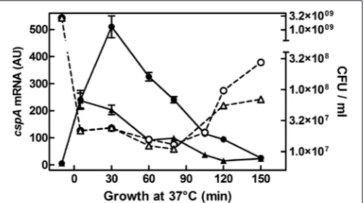 FIGURE 1 | cspA mRNA steady state level following growth resumption at 37 ◦ C. An overnight culture of E