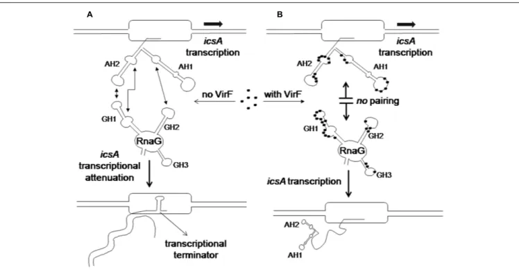 FIGURE 8 | Regulatory mechanism of the icsA-RnaG-VirF system. (A) In the absence of VirF, RnaG forms a hetero-duplex with the nascent icsA message