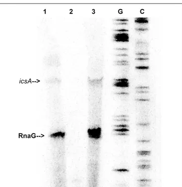 FIGURE 2 | VirF pulls down RnaG and icsA mRNA. The pulldown experiment was carried out as described in Section “Materials and Methods” adding total RNA to both VirF immobilized on magnetic beads (lane 3) and beads alone as control sample (lane 2)