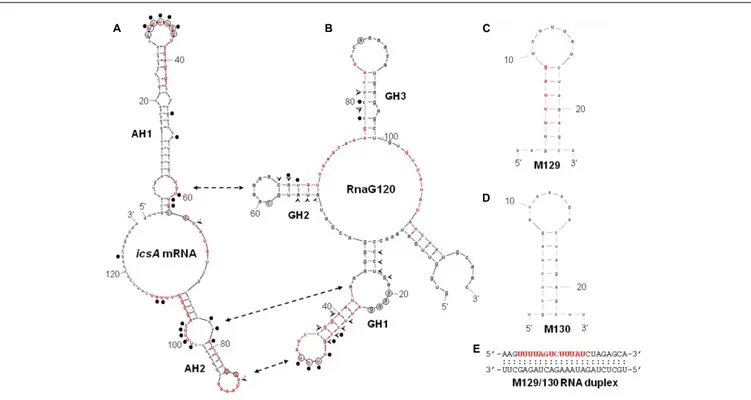FIGURE 4 | Secondary structures of relevant RNAs. VirF binding sites, as determined by RNA footprinting and U.V