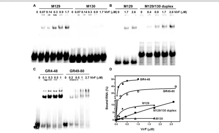 FIGURE 5 | VirF binds the GH1 domain of RnaG through the preferential recognition of a signature sequence