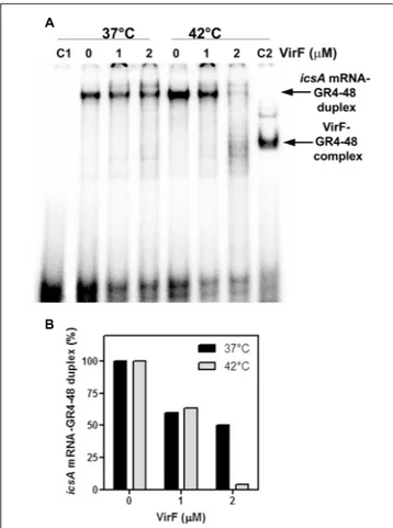 FIGURE 6 | VirF disfavors the interaction of the GH1 domain of RnaG with icsA mRNA. (A) Pairing Assay was performed at 37 and 42 ◦ C as described in Section “Materials and Methods” using the indicated amounts of VirF and the GR4-48 RNA corresponding to the