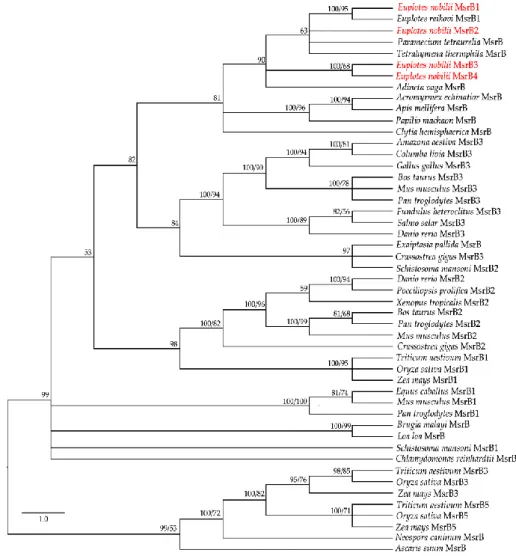 Figure  3.  Phylogenetic  relationships  of  the  En-MsrB  proteins  (in  red)  with  MsrBs  from  other 