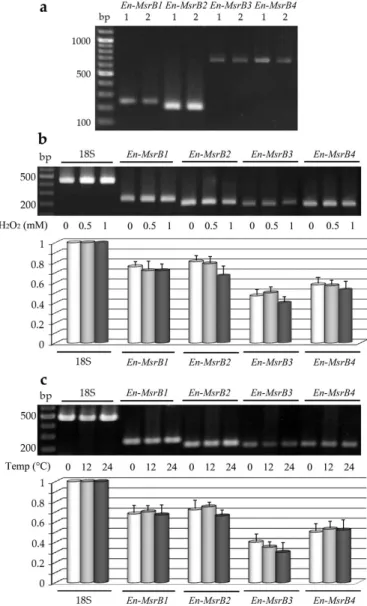 Figure 4. Expression of the E. nobilii En-MsrB genes. (A) Gel electrophoresis of PCR products obtained 