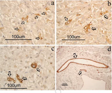 Figure  1.  Apelin,  ghrelin  and  their  receptors-immunoreactivity  in  the  dog  ovary