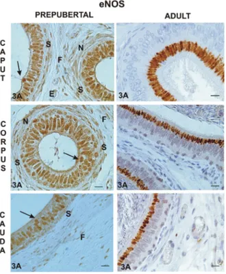 Figure 3. Immunoreactivity of endothelial nitric oxide synthase  (eNOS) in the caput, corpus, and cauda epididymis of prepubertal  (A, C, E, respectively) and adult (B, D, F, respectively —  counter-stained with haematoxylin) alpaca; AMRCs — apical  mitoch