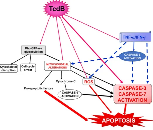 Figure  1  Schematic  of  the  possible  signalling  pathways  involved  in  the  cytotoxic  synergism  between  TcdB  and  the  proinflammatory  cytokines  TNF-α  and  IFN-γ  in  the 