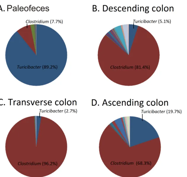 Fig 4. Pie charts representing bacterial taxonomy based on 16S rRNA gene at the genus level for paleofeces (Panel A), descending colon (Panel B), transverse colon (Panel C), and ascending colon (Panel D).