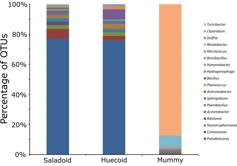 Fig 5. Bar charts representing bacterial taxonomy based on 16S rRNA gene at the genus level for coprolites that did not undergo natural mummification (Saladoid and Huecoid cultures) and the mummified paleofeces.