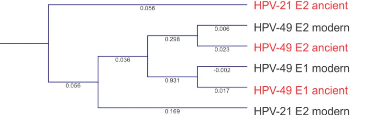 Fig 9. Phylogenetic reconstruction of ancient and extant HPV types 21 and 49 E1 and/or E2