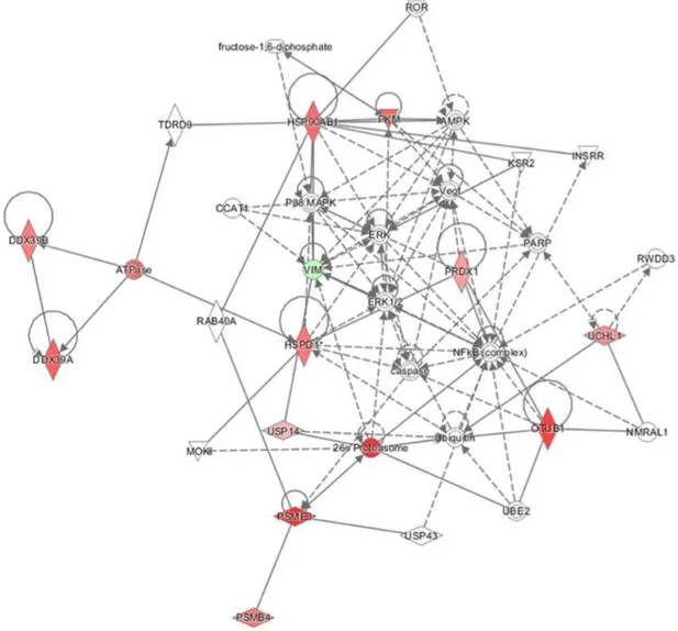 Figure 6. Functional Network. Proteins differentially expressed resulting from the oleocanthal + H 2 O 2