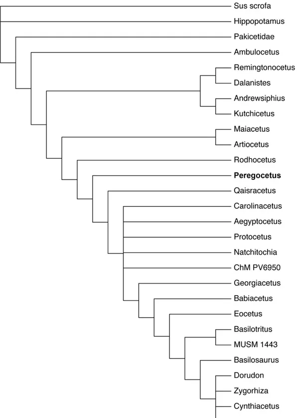 Figure S3. Phylogenetic relationships of Peregocetus pacificus gen. et sp. nov. Related to Figure 3