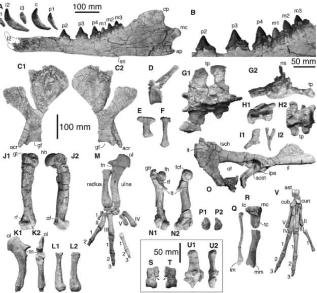 Figure 1. Mandible and Postcranial Bones of Peregocetus pacificus gen. et sp. nov. MUSM 3580 (Holotype)