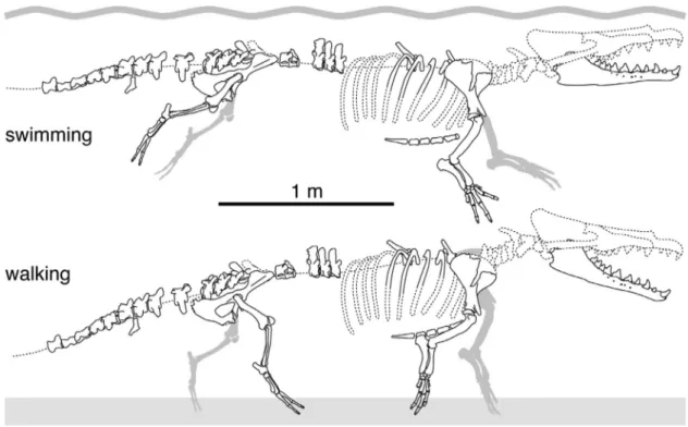 Figure 2. Preserved Parts of the Skeleton of Peregocetus pacificus gen. et sp. nov. MUSM 3580 (Holotype).