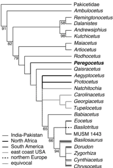 Figure 3. Phylogenetic Relationships of Peregocetus pacificus gen. et sp. nov.