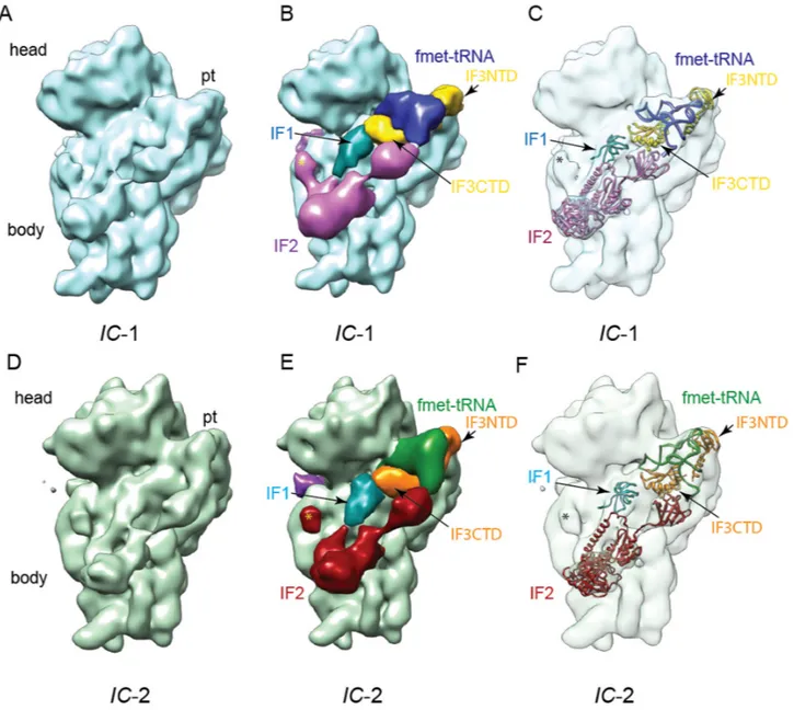 Figure 1. Overview of the two distinct 30S preIC states observed in the presence of GE81112 by cryo-EM