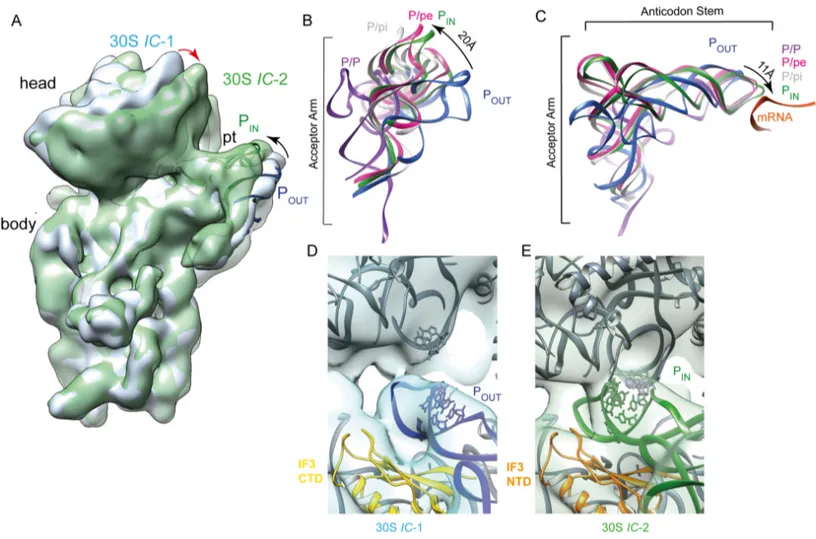 Figure 2. The binding sites of the fMet–tRNA in 30S IC-1 and 30S IC-2 structures. (A) The 30S IC-1 (blue solid surface) and 30S IC-2 (green transparent surface) have been aligned on the 30S body to highlight the movement of the fMet–tRNA (black arrow) and 