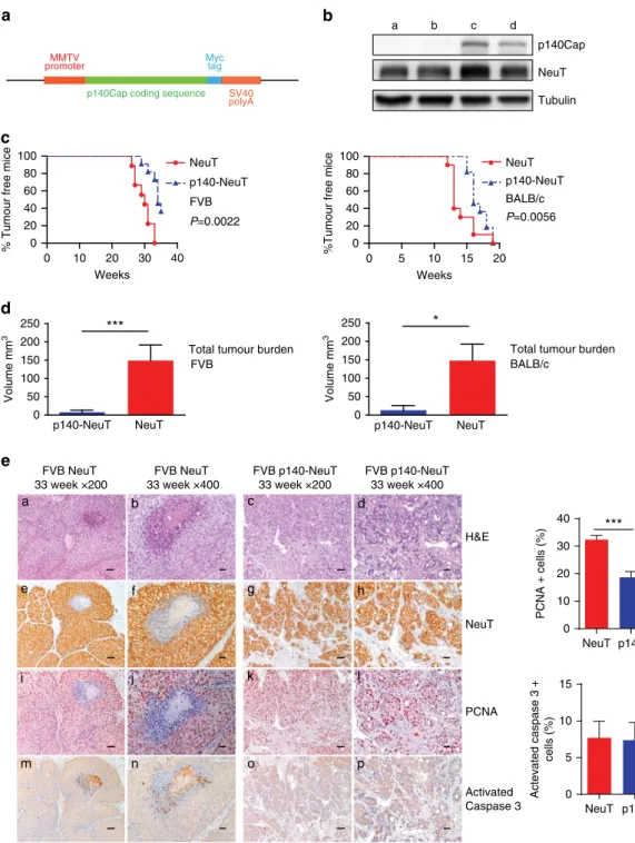 Figure 3 | p140Cap expression is causative in limiting tumour growth in NeuT mice. (a) Expression cassette used for the generation of MMTV-p140Cap transgenic mice