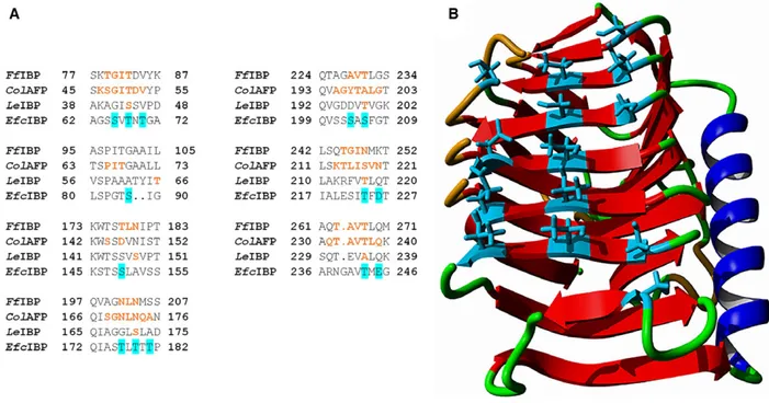 Fig. 10. Ice binding site prediction. (A) Sequence alignment of the IBSs from FfIBP [23], ColAFP [35], LeIBP [33] and EfcIBP