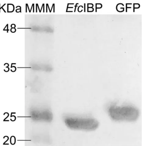 Fig. 1. SDS/PAGE of recombinant proteins purified by affinity chromatography. MMM: molecular mass marker