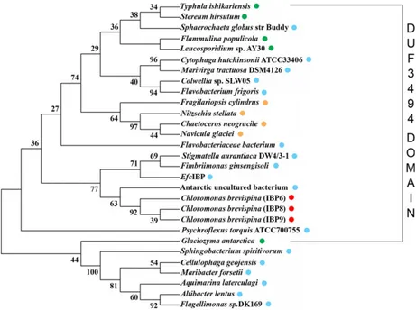 Fig. 8. Phylogenetic tree based on amino acid sequences of ice binding proteins from fungi, bacteria, diatoms and algae (maximum likelihood method on JTT matrix, 1050 bootstraps)