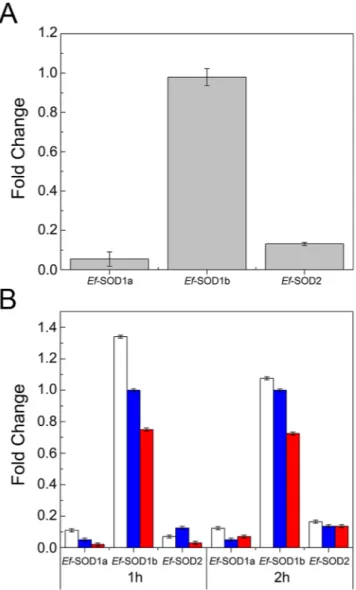 Figure 2.  Expression levels of Ef-SODs in E. focardii cells. SOD mRNAs were quantified by qRT-PCR under  growing laboratory conditions (4 °C) (A) and compared with values obtained under thermal stress (B) applied  by incubating E