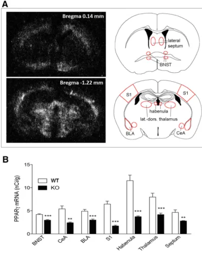 Figure 3. A, Dark-field photomicrographs from autoradiograms depicting the pattern of PPAR ␥ expression of coronal mouse brain section at the bregma level 0.14 mm (top) and 1.22 mm (bottom)