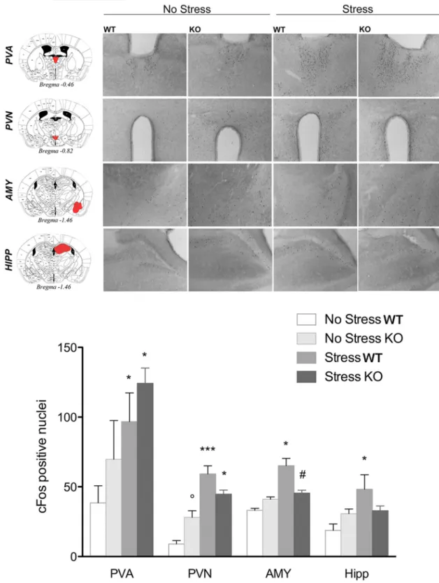 Figure 5. Top, Representative images of c-Fos immunohistochemistry in PPAR ␥ NestinCre KO and WT mice under basal conditions or after exposure to a mild stress (n ⫽3–4pergroup).Scalebar, 100 ␮m