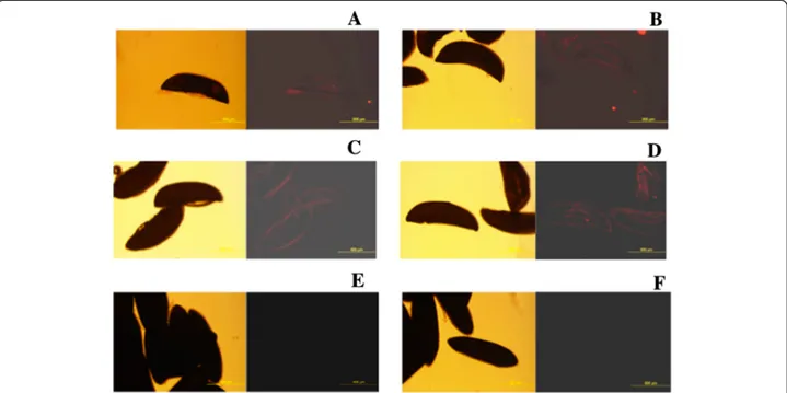 Fig. 2 Detection of Asaia sp. on different species of mosquito eggs by IFA with anti-Asaia mAb