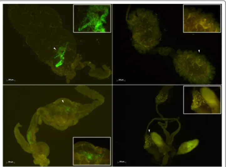 Fig. 3 Asaia-GFP colonization in different organs of Cx. quinquefasciatus. Left images show guts of female (top) and male (bottom) Cx