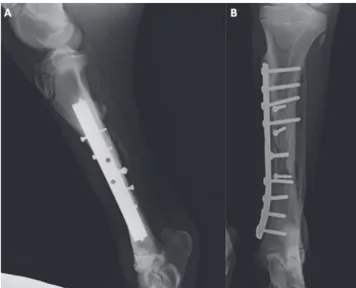 Fig. 6.  Lateromedial (A) and craniocaudal (B) images 150 days after 