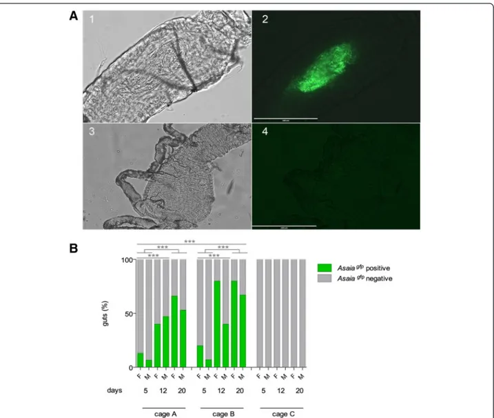 Fig. 2 Asaia gfp visualisation in recipient mosquito population (a) and horizontal transmission analysis in large cages in An