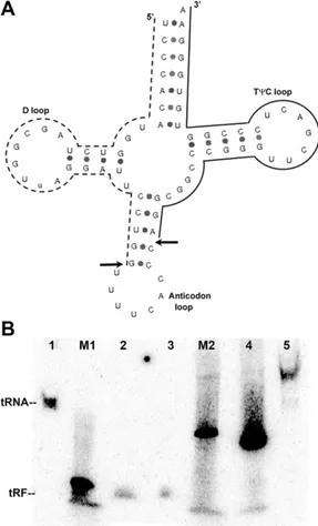 Figure 1. Identiﬁcation of tRF3E in sera of WT FVB mice. A) 59- 59-tRF and 39-59-tRF are indicated with dashed and solid lines, respectively, on the structure of tRNA Glu cloverleaf
