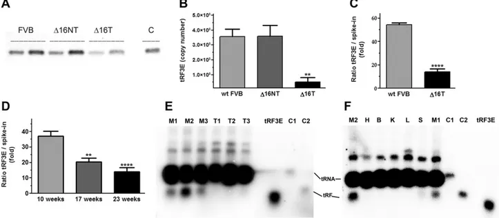 Figure 2. BC causes a decrease of tRF3E in mouse serum. A) Semiquantitative RT-PCR was performed starting from polyadenylated RNA extracted from serum of WT FVB and D16HER2 transgenic mice before tumor development (D16NT) and with evident tumor masses (D16