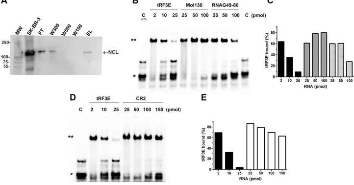 Figure 4. NCL selectively binds tRF3E. A) Samples taken at different steps of pulldown experiment were analyzed by Western blot using an antibody anti-NCL