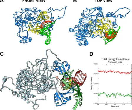 Figure 5. In silico study of the NCL-tRF3E interaction. A, B) Front (A) and top (B) views of the NCL-tRF3E complex